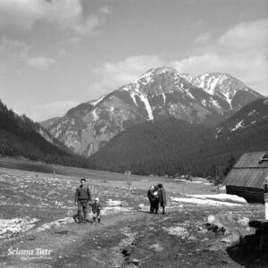 zdjęcie polany tatrzańskiej z krokusami z zasobów Narodowego Archiwum Cyfrowego