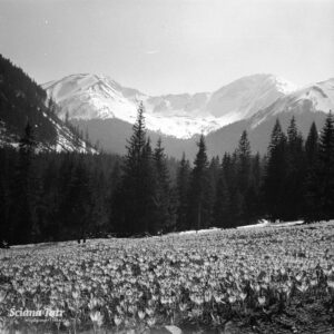 zdjęcie polany tatrzańskiej z krokusami z zasobów Narodowego Archiwum Cyfrowego